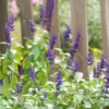 4 Purple Blue Salvia Plants Live in Pot, 2 Plants per Pot Russian Sage, Deep Blue Sage Plants, Starter Plant in Pot, Ready to Grow, Summer Planting