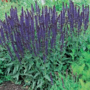 4 Purple Blue Salvia Plants Live in Pot, 2 Plants per Pot Russian Sage, Deep Blue Sage Plants, Starter Plant in Pot, Ready to Grow, Summer Planting
