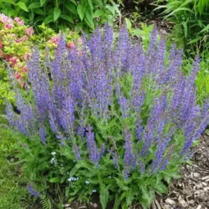 4 Purple Blue Salvia Plants Live in Pot, 2 Plants per Pot Russian Sage, Deep Blue Sage Plants, Starter Plant in Pot, Ready to Grow, Summer Planting