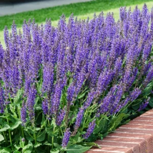 4 Purple Blue Salvia Plants Live in Pot, 2 Plants per Pot Russian Sage, Deep Blue Sage Plants, Starter Plant in Pot, Ready to Grow, Summer Planting
