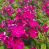 Cherry Dwarf Phlox Live Plants, Set 2 Red Phlox Plants Live in 4 Inches Pot, Summer Planting Phlox, Creeping Grow Cover