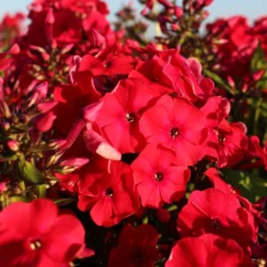 Cherry Dwarf Phlox Live Plants, Set 2 Red Phlox Plants Live in 4 Inches Pot, Summer Planting Phlox, Creeping Grow Cover