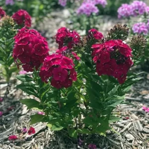 Cherry Dwarf Phlox Live Plants, Set 2 Red Phlox Plants Live in 4 Inches Pot, Summer Planting Phlox, Creeping Grow Cover