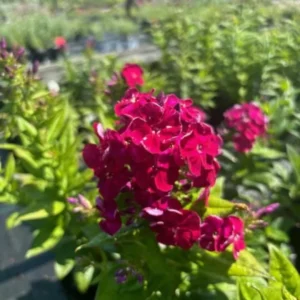 Cherry Dwarf Phlox Live Plants, Set 2 Red Phlox Plants Live in 4 Inches Pot, Summer Planting Phlox, Creeping Grow Cover