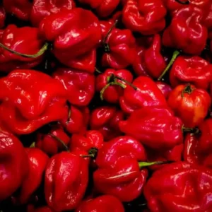 2 Habanero Red Pepper Chili Plants in 4 Inches Pot, Hot Habanero Plant Live, 120 Days Old Pepper