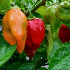 4 Habanero Red Pepper Chili Plants in 4 Inches Pot, Hot Habanero Plant Live, 4 Months Old Pepper