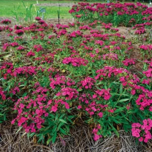 Red Dwarf Phlox Live Plants, Set 2 Red Phlox Plants Live in 4 Inches Pot, Cherry Phlox Flower Summer Planting Phlox, Creeping Grow Cover