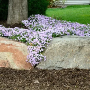 2 Creeping Phlox Live Plants in Pot, Candy Stripe Creeping Phlox Plants, Starter