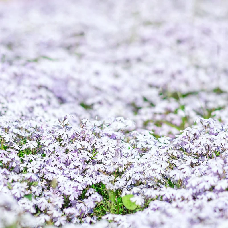 2 Creeping Phlox Live Plants in Pot, Candy Stripe Creeping Phlox Plants, Starter