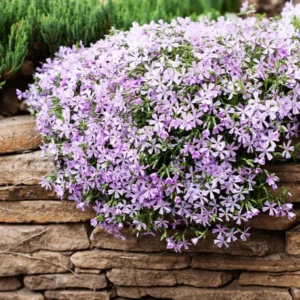 2 Creeping Phlox Live Plants in Pot, Candy Stripe Creeping Phlox Plants, Starter