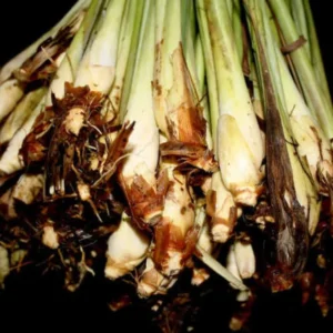 Pack 2 Fresh Stalks Lemongrass Plant Live Well-rooted in Pot, Lemon Grass Plants For Outside, Lemon Grass Fresh, Lemongrass Stalk For Planting, Lemongrass Herb Plants