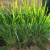 Live Lemongrass Plant Fresh Stalks Potted, Set 12 Fresh Lemon Grass Plants for Outside, Well-rooted Lemon Grass Plants Live, Live Lemongrass Plants For Outdoor Planting, Lemongrass Herb Plants