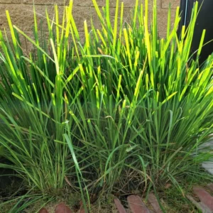 Live Lemongrass Plant Fresh Stalks Potted, Set 12 Fresh Lemon Grass Plants for Outside, Well-rooted Lemon Grass Plants Live, Live Lemongrass Plants For Outdoor Planting, Lemongrass Herb Plants