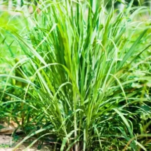 Pack 2 Fresh Stalks Lemongrass Plant Live Well-rooted in Pot, Lemon Grass Plants For Outside, Lemon Grass Fresh, Lemongrass Stalk For Planting, Lemongrass Herb Plants