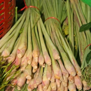 Pack 2 Fresh Stalks Lemongrass Plant Live Well-rooted in Pot, Lemon Grass Plants For Outside, Lemon Grass Fresh, Lemongrass Stalk For Planting, Lemongrass Herb Plants