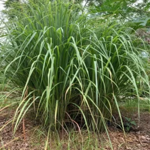 Live Lemongrass Plant Fresh Stalks Potted, Set 12 Fresh Lemon Grass Plants for Outside, Well-rooted Lemon Grass Plants Live, Live Lemongrass Plants For Outdoor Planting, Lemongrass Herb Plants