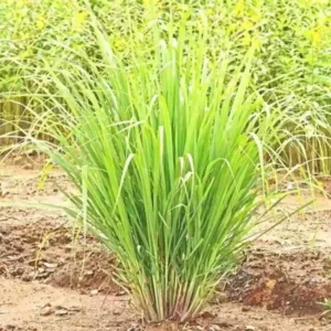Pack 2 Fresh Stalks Lemongrass Plant Live Well-rooted in Pot, Lemon Grass Plants For Outside, Lemon Grass Fresh, Lemongrass Stalk For Planting, Lemongrass Herb Plants