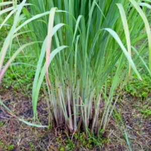 Live Lemongrass Plant Fresh Stalks Potted, Set 12 Fresh Lemon Grass Plants for Outside, Well-rooted Lemon Grass Plants Live, Live Lemongrass Plants For Outdoor Planting, Lemongrass Herb Plants
