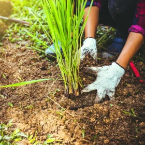 Thai Lemongrass Plant, Live Outdoor Lemongrass, Set 6 Fresh Lemon Grass Stalks Live Plant in Pot for Outside Planting, Lemongrass Herb Plants