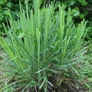 Thai Lemongrass Plant, Live Outdoor Lemongrass, Set 6 Fresh Lemon Grass Stalks Live Plant in Pot for Outside Planting, Lemongrass Herb Plants