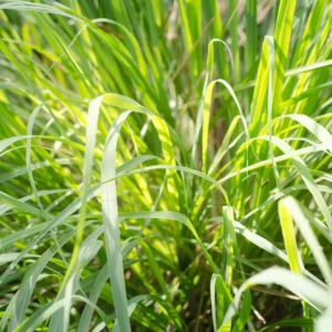 Live Fresh Lemon Grass Stalks Plant For Outside Planting, Lemongrass Plants Trim Back, Well-Rooted, Easy To Grow, Spring Planting, Set 2 Lemongrass Herb Plants in Pot