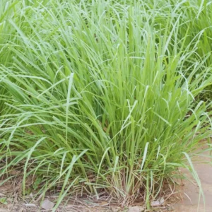 Live Fresh Lemon Grass Stalks Plant For Outside Planting, Lemongrass Plants Trim Back, Well-Rooted, Easy To Grow, Spring Planting, Set 2 Lemongrass Herb Plants in Pot