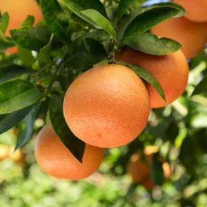 Pomelo Grapefruit Tree Live Plant, 3 Feet Tall in Pot, Pomelo Grapefruit Grafted Tree, Sweet Pomelo Tree for Planting, No CA, HI, PR, GU, AK