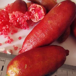 Finger Lime Grafted Tree Live Plant for Planting, 2-3 Feet Tall in Pot, Finger Lime Plant, Citrus Tree Plant Live, No CA, HI, PR, GU, AK