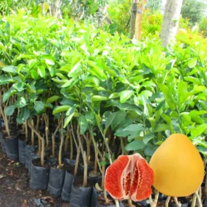 Grafted Grapefruit Tree Live Plant, 3 Feet Height in Pot, Well-rooted Pomelo Tree, Sweet Pomelo Tree for Planting, No CA, HI, PR, GU, AK