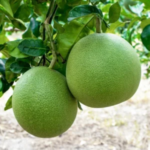 Pomelo Grapefruit Tree Live Plant, 3 Feet Tall in Pot, Pomelo Grapefruit Grafted Tree, Sweet Pomelo Tree for Planting, No CA, HI, PR, GU, AK