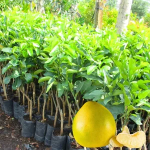 Grafted Grapefruit Tree Live Plant, 3 Feet Height in Pot, Well-rooted Pomelo Tree, Sweet Pomelo Tree for Planting, No CA, HI, PR, GU, AK