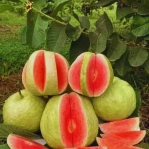 Guava Tree Grafted Live Plant, 2-3 Feet Tall in 3 Gallon Pot, Well Rooted, Ready to Bear Fruit, Large Guava Tree for Planting, No CA, HI, PR, GU, AK