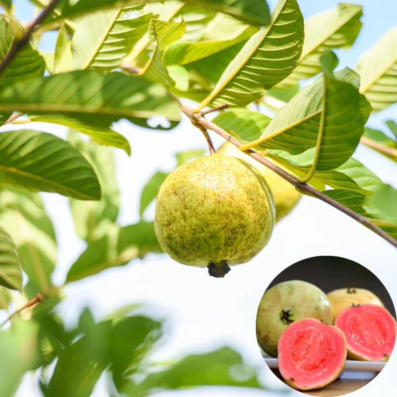 Set 3 Guava Trees Plants In 4" Pot, 6-10" In Tall, Guava Trees Live Plant, Guava Trees Plants, Starter Size Guava For Planting In 4" Pot