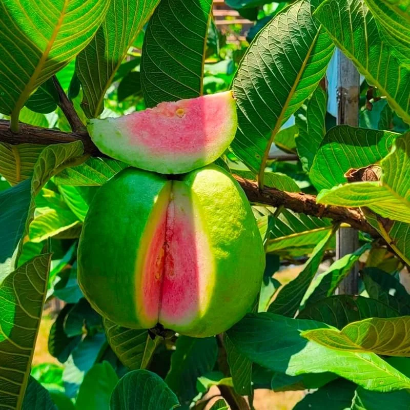 Big Guava Tree Grafted Live Plant, 2-3 Feet Tall in 3 Gallon Pot, Well Rooted, Large Guava Tree for Planting, No CA, HI, PR, GU, AK, Ready to Bear Fruit