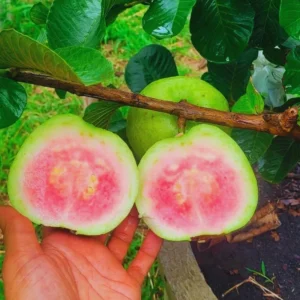 Big Guava Tree Grafted Live Plant, 2-3 Feet Tall in 3 Gallon Pot, Well Rooted, Large Guava Tree for Planting, No CA, HI, PR, GU, AK, Ready to Bear Fruit