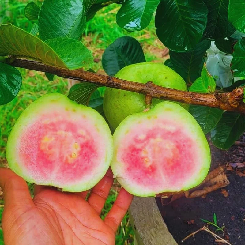 Big Guava Tree Grafted Live Plant, 2-3 Feet Tall in 3 Gallon Pot, Well Rooted, Large Guava Tree for Planting, No CA, HI, PR, GU, AK, Ready to Bear Fruit