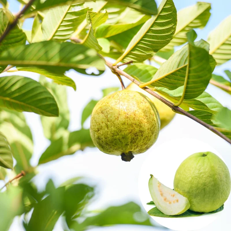 Set 3 Guava Trees Plants In 4" Pot, 6-10" In Tall, Guava Trees Live Plant, Guava Trees Plants, Starter Size Guava For Planting In 4" Pot