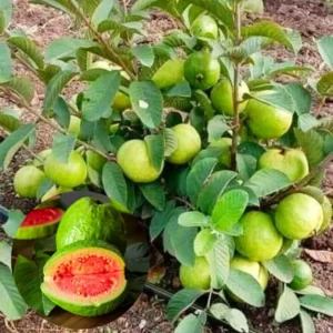 Set 4 Guava Live Plants, Guava Trees, Guava Trees Live Plant, 6