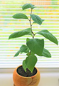 American Persimmon Tree Live Plant, 10 to 12 Inches Tall, Well-Rooted Persimmon Tree for Planting,American Persimmon Bush