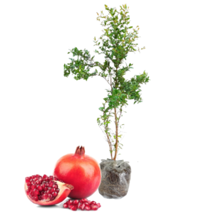Wonderful Pomegranate Tree Live Plant - 10 to 12 Inches Tall, Pomegranate Fruit Tree or Bush, Perfect for Indoor or Outdoor Growing