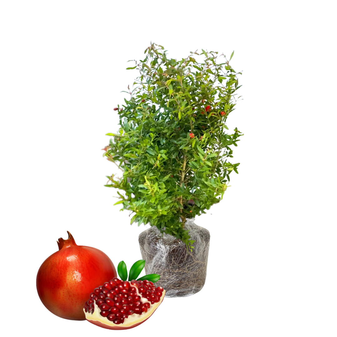 Pomegranate Tree Live Plant, Pomegranate Plant, Pomegranate Fruit Tree, 6-8 Inches Tall, Easy to Transplant into Garden or Pots