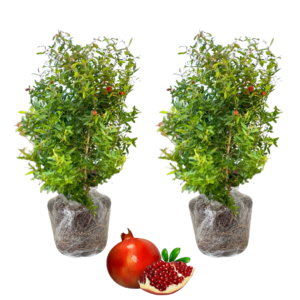 Set 2 Wonderful Pomegranate Tree Live Plant - 6 to 9  Inches Tall, Pomegranate Fruit Tree Plant for Home Garden
