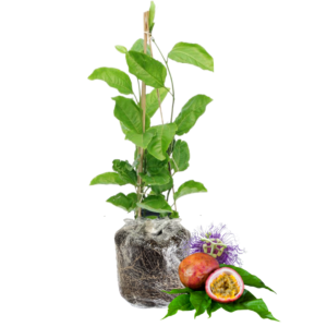Purple Possum Passion Fruit Tree for Planting  - 5 to 10 Inch Tall , Passionfruit Vine Plant, Ready for Planting,  Passion Fruit Tree Live Plant, Passionfruit Tree