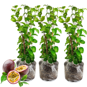 3 Passionfruit Plant Live, Purple Passion Fruit Plant, Passion Fruit Tree, 8 -10 Inches Tall, Fast Growing and Ready to Plant