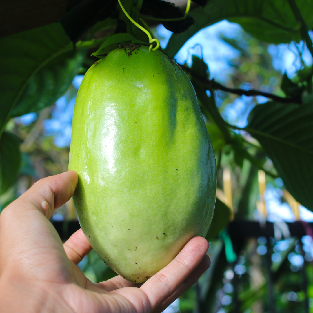 2 Giant Passionfruit Plant Live, Passion Fruit Plant, Passion Fruit Tree, 10-15 Inches Tall, Fast Growing and Ready to Plant - Image 3