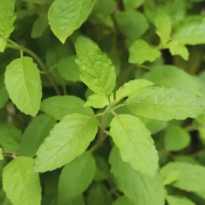 3 Holy Basil Plants Live - 4 Inch Pots, Tulsi Basil Plants for Your Garden