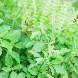 3 Holy Basil Plants Live - 4 Inch Pots, Tulsi Basil Plants for Your Garden