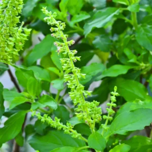 6 Holy Basil Plants Live - 4 Inch Pots, Tulsi Basil for Your Garden