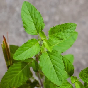 6 Holy Basil Plants Live - 4 Inch Pots, Tulsi Basil for Your Garden