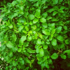 6 Holy Basil Plants Live - 4 Inch Pots, Tulsi Basil for Your Garden